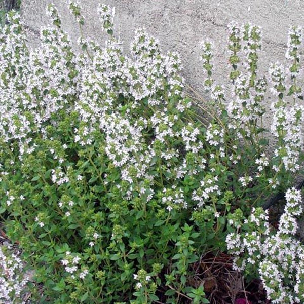 Blühender Thymian im Garten