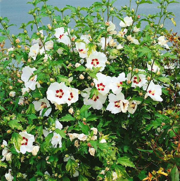 Hibiskusstrauch mit weißen Blüten und grünen Blättern