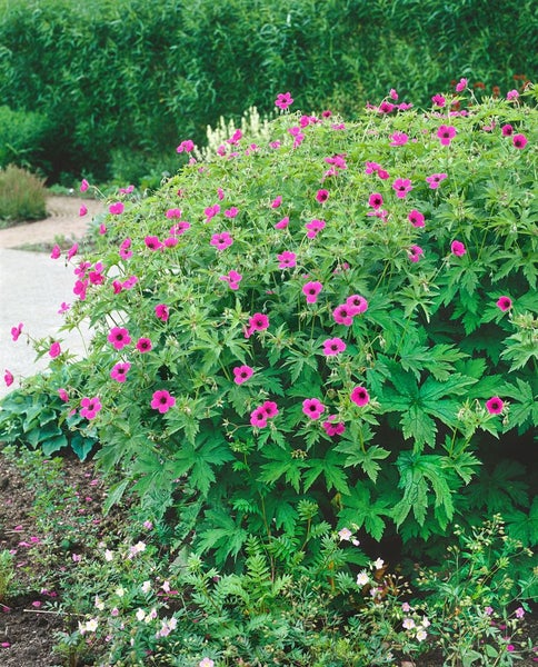Geranium psilostemon, Armenischer Storchschnabel, leuchtend pink, ca. 11x11 cm Topf