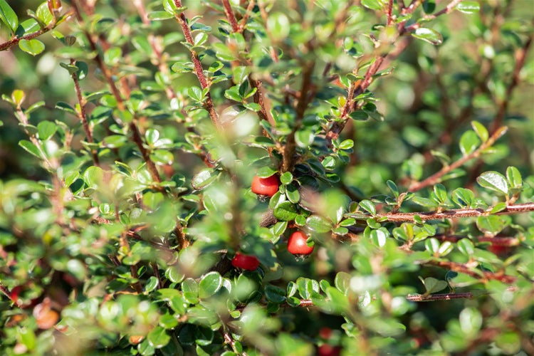 Cotoneaster microphyllus 'Cochleatus', immergrün, ca. 9x9 cm Topf