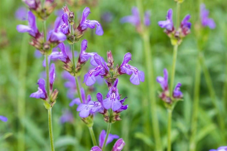 Salvia officinalis 'Grete Stölzle', Salbei, aromatisch, ca. 9x9 cm Topf