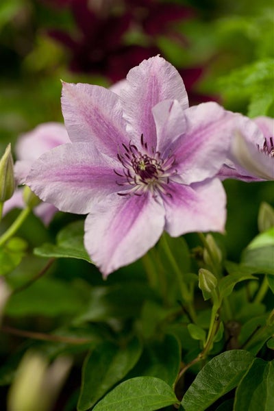 Clematis Hybride 'Nelly Moser', zweifarbig, 100–150 cm