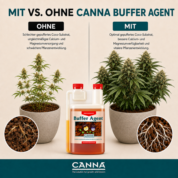 Vergleichsbild zur Anwendung von Canna Buffer Agent mit Darstellung von Pflanzenwachstum und Wurzelbildung in Kokos Substrat.