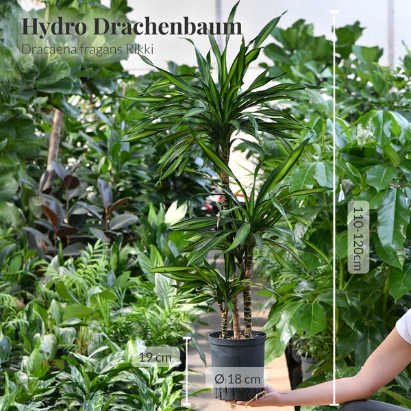 Hydro Drachenbaum Dracaena fragrans Rikki in einem Topf, Höhe 110 bis 120 cm, Topfdurchmesser 18 cm
