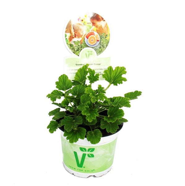 Duftgeranie Orange - Pelargonia odorata  Hybr.