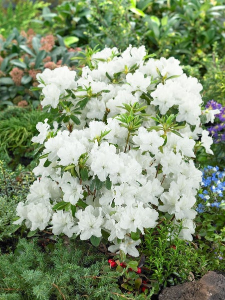 Rhododendron obtusum 'Palestrina', weiß, 20–25 cm