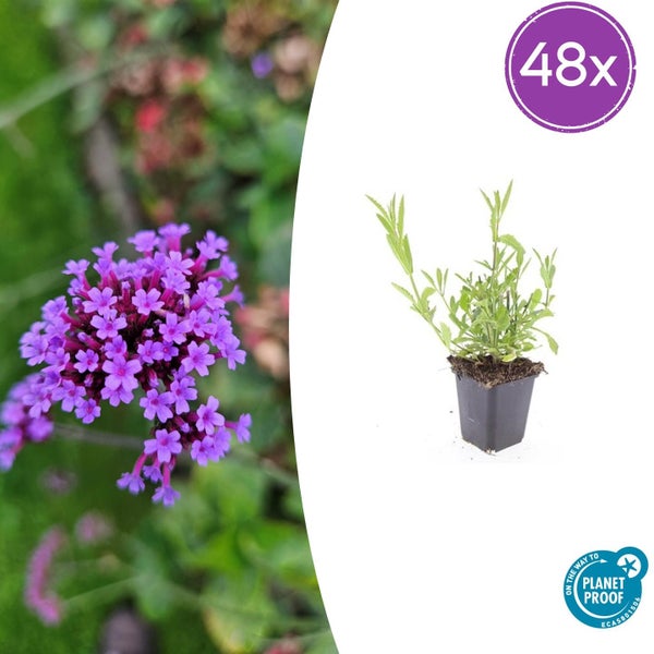 Patagonisches Eisenkraut Verbena bonariensis im Topf, 48 Stück, On the way to Planet Proof zertifiziert, mit violetten Blüten.