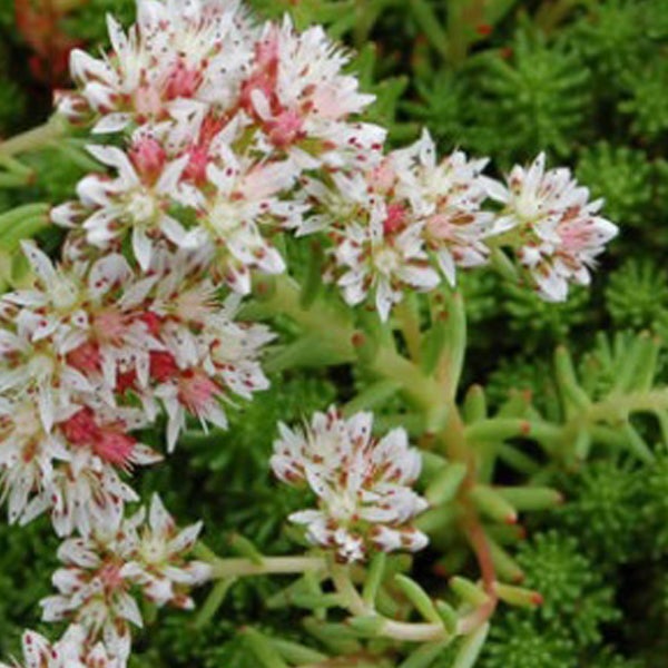 Fetthenne mit weißen und roten Blüten
