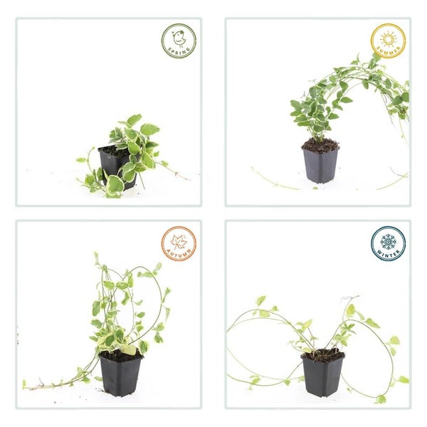 Darstellung des Wachstums von Immergrün im Topf während der Jahreszeiten Frühling, Sommer, Herbst und Winter.