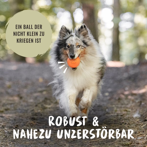Ein Hund mit einem robusten, nahezu unzerstörbaren Ball im Maul