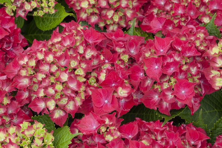 Nahaufnahme von roten Hortensienblüten mit grünen Blättern