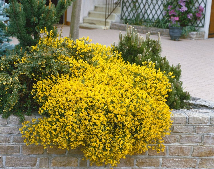 Genista lydia, Ginster, gelb, 30–40 cm