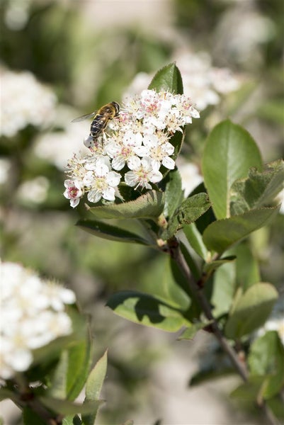 Aronia prunifolia 'Nero', Apfelbeere, schwarz, 40–60 cm