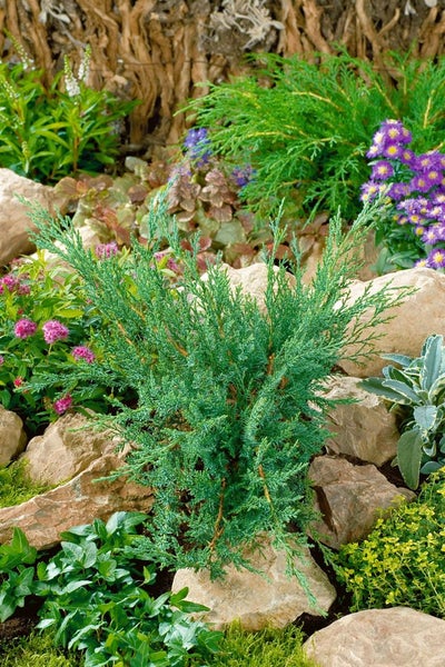 Juniperus sabina 'Tamariscifolia', Sadebaum, kompakt, 20–30 cm