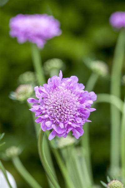 Scabiosa columbaria 'Pink Mist', Taubenskabiose, rosa, ca. 11x11 cm Topf