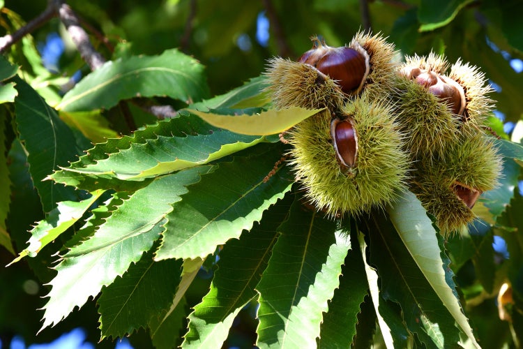 Esskastanie Castanea sativa 180 cm  Kastanie Kastanienbaum Pflanze winterhart
