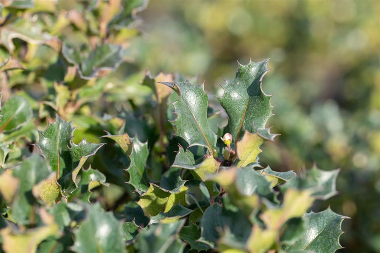 Ilex meserveae 'Blue Angel', Stechpalme, immergrün, ca. 9x9 cm Topf