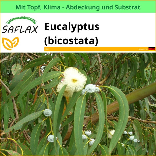 Eukalyptus Pflanze mit Topf, Klima Abdeckung und Substrat