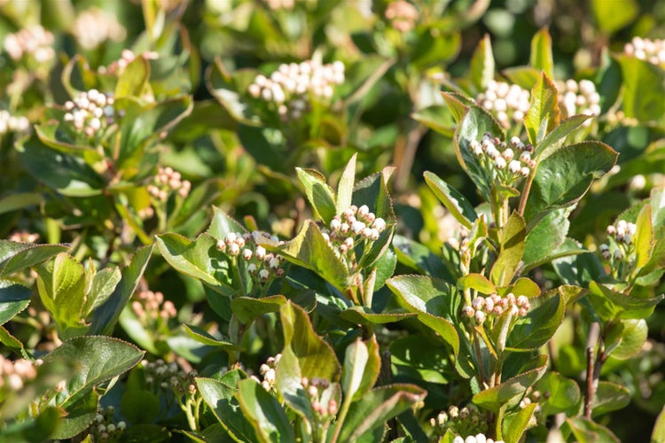 Aronia melanocarpa 'Aron', Schwarze Apfelbeere, 40–60 cm