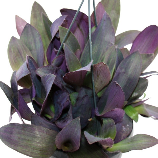 Zimmerpflanze zum Hängen Tradescantia pallida Purple Heart Rotblatt Dreimasterblume 17cm Ampel