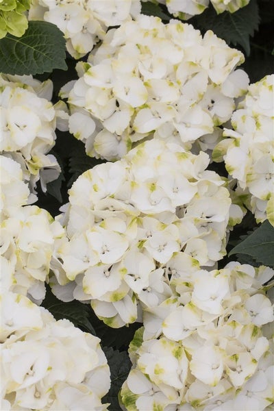 Hydrangea macrophylla 'Caipirinha', Hortensie, grün-weiß, 30–40 cm