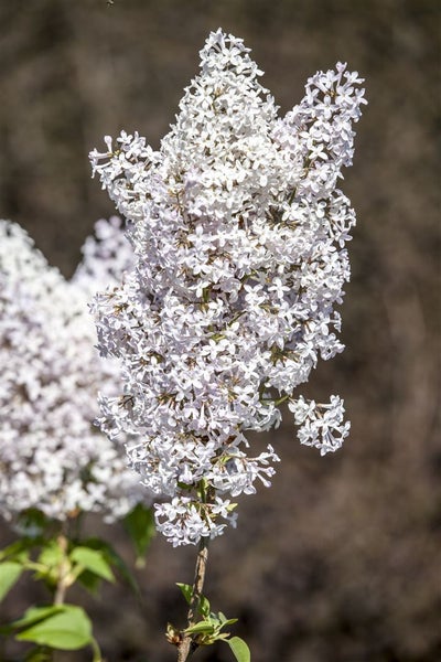 Syringa vulgaris, Flieder, lila, 80–100 cm