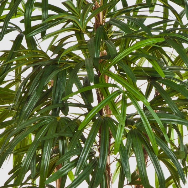 Nahaufnahme einer künstlichen Steckenpalme mit grünen schmalen Blättern und braunen Stämmen.