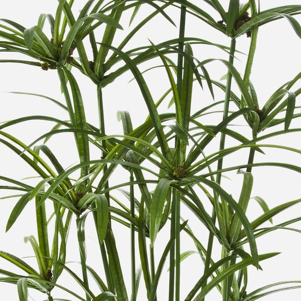 Detailaufnahme eines Zyperngrases mit langen Stielen und schirmartigen grünen Blättern.