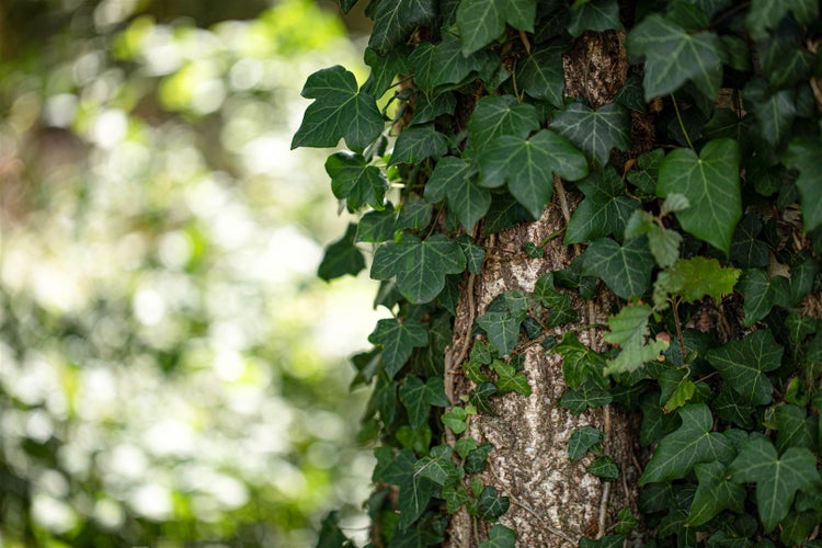 Hedera helix, Efeu, immergrün, 60–100 cm