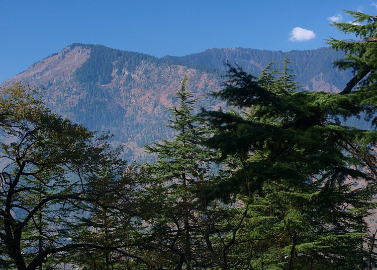 SAFLAX  - Himalaya Zeder - Cedrus deodara - 35 Samen