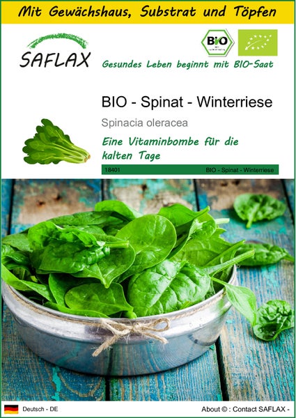 SAFLAX Anzucht Set - BIO - Spinat - Winterriese - Spinacia oleracea - 250 Samen - Mit Mini-Gewächshaus, Anzuchtsubstrat und 2 Töpfen