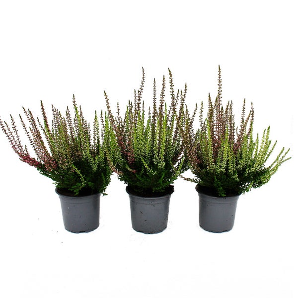 Mehrfarbige Calluna vulgaris Set mit 3 Pflanzen Besenheide Heidekraut winterhart 11cm Topf  zwei verschiedene Farben pro Topf (Twins)