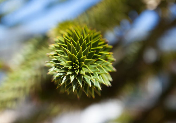 Araucaria araucana, Andentanne, 20–30 cm