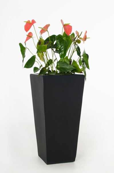 Anthurie mit lachsfarbenen Blüten in einem hohen, quadratischen, schwarzen Pflanzgefäß.