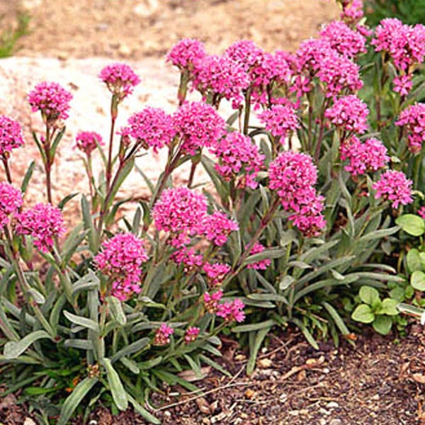 Nahaufnahme von Nelken-Leimkraut Blumen im Gartenbeet