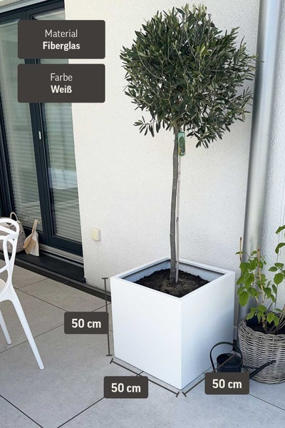 Quadratischer Pflanzkübel aus Fiberglas in Weiß, Maße 50 mal 50 mal 50 Zentimeter, mit kleinem Baum auf einer hellen Terrasse.