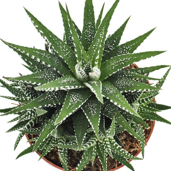 Haworthia fasciata - Zebra-Haworthie - im 10,5cm Topf