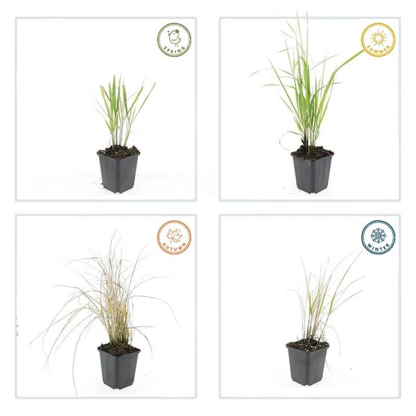 Ziergras - Reitgras - Calamagrostis acutiflora 'Karl Foerster' - 9cm Topf - Set mit 6 Pflanzen