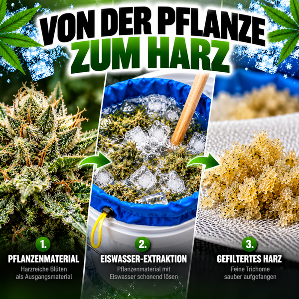 Infografik zur Eiswasser Extraktion von Pflanzenharz in drei Schritten von der Blüte über die Extraktion bis zum gefilterten Harz.