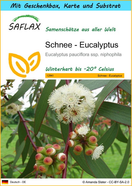 SAFLAX Geschenk Set - Schnee - Eucalyptus - Eucalyptus pauciflora ssp. niphophila - 250 Samen - Mit Geschenkbox, Versandaufkleber, Geschenkkarte und Anzuchtsubstrat