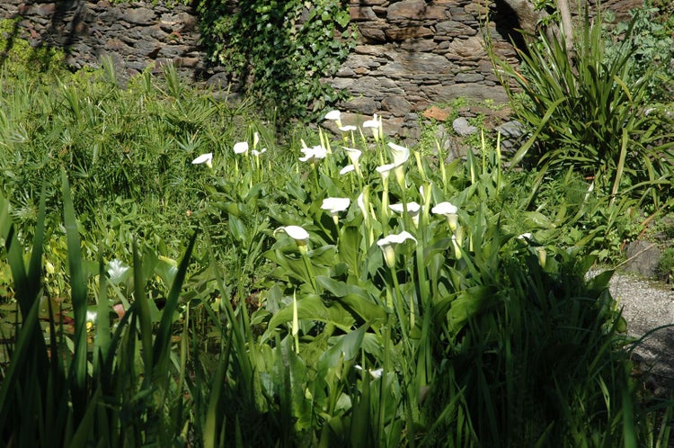 Calla palustris, Sumpf-Calla, weiß, ca. 9x9 cm Topf