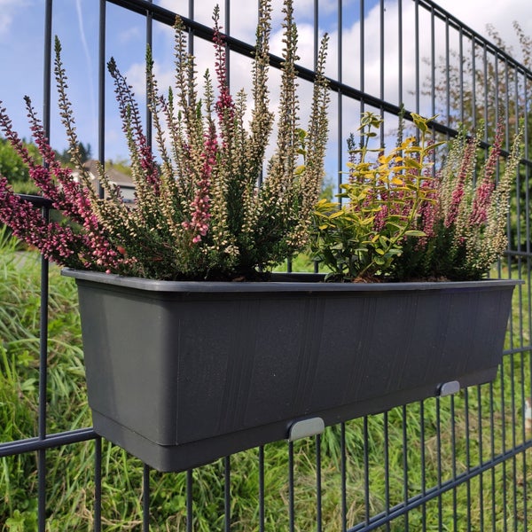 Balkonkasten mit Heidekraut und Büschen am Zaun