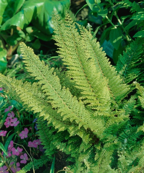 Polystichum setiferum, Filigranfarn, ca. 9x9 cm Topf