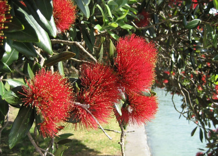 SAFLAX Garden in the bag - Neuseeländischer Weihnachtsbaum - Metrosideros excelsa - 300 Samen - Mit Anzuchtsubstrat im praktischen, selbst aufstellenden Beutel