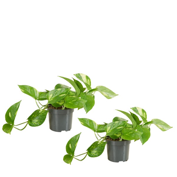 Bloomique - 2er Set - Scindapsus Aureum - Efeutute - Hängepflanze - Zimmerpflanzen - Kletterpflanzen für drinnen - Pflegeleicht - Luftreinigend - Höhe 10-20 cm - Topf 12 cm