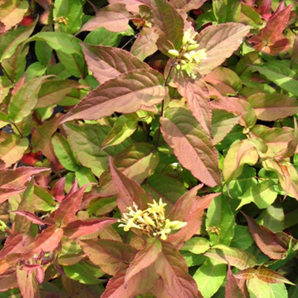 Nahaufnahme einer Diervilla sessilifolia mit Blättern und Blüten