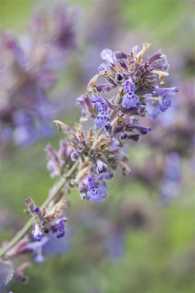 Nepeta x faassenii 'Senior', Katzenminze, blauviolett, ca. 9x9 cm Topf