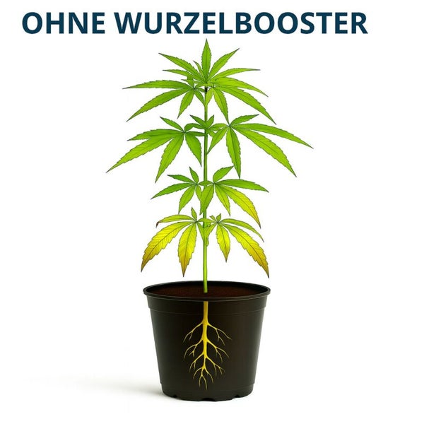 Illustration einer Pflanze im Topf mit kleinem Wurzelsystem ohne Wurzelbooster.