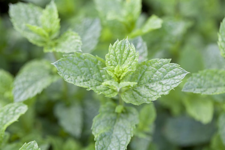 Mentha spicata 'Maroccan', Grüne Minze, aromatisch, ca. 9x9 cm Topf