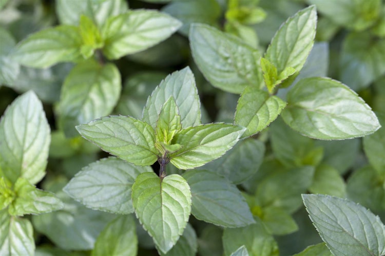 Mentha x piperita 'Chocolate', Schokoladenminze, ca. 9x9 cm Topf